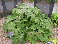 Anemone tomentosa (fam Renonculacees) (Chine) (1) (Photo F. Mrugala)